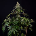 Runtz Autoflower (Zamnesia Seeds) Feminiserede
