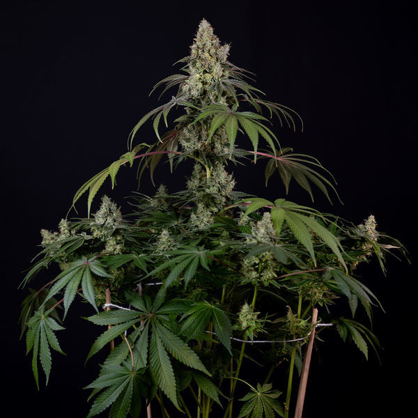 Runtz Autoflower (Zamnesia Seeds) Feminiserede