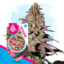 Runtz Autoflower (Zamnesia Seeds) Feminiserede