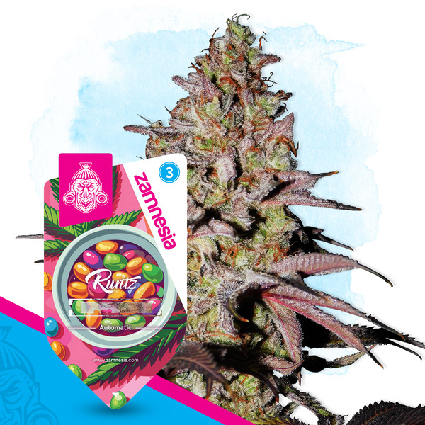 Runtz Autoflower (Zamnesia Seeds) Feminiserede