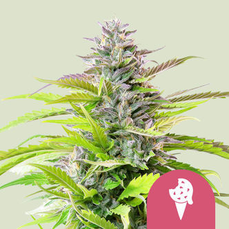 Cookies Gelato (Royal Queen Seeds) feminiserede cannabisfr&oslash;