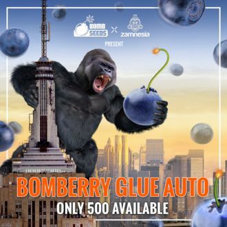 Bomberry Glue Auto (Bomb Seeds x Zamnesia) Feminiserede