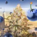 Bomberry Glue Auto (Bomb Seeds x Zamnesia) Feminiserede
