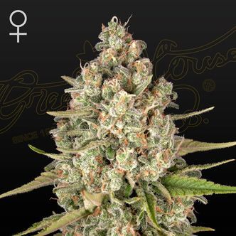 Lost Pearl (Greenhouse Seeds) feminiserede