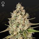 Lost Pearl (Greenhouse Seeds) Feminiserede