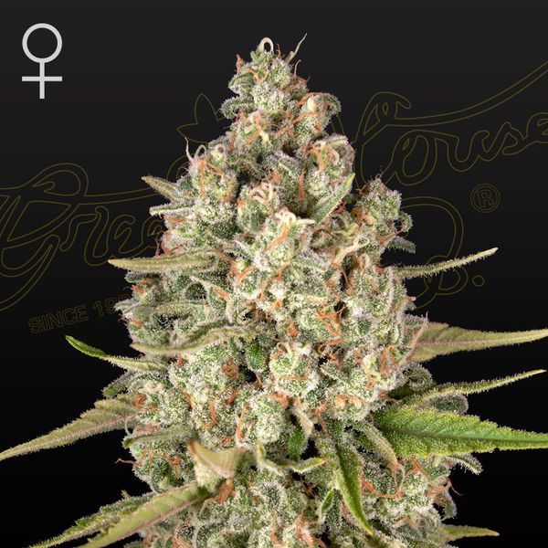 Lost Pearl (Greenhouse Seeds) Feminiserede