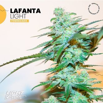Lafanta Light (Light Buds) feminiserede cannabisfr&oslash;