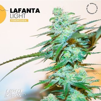 Lafanta Light (Light Buds) Feminiserede