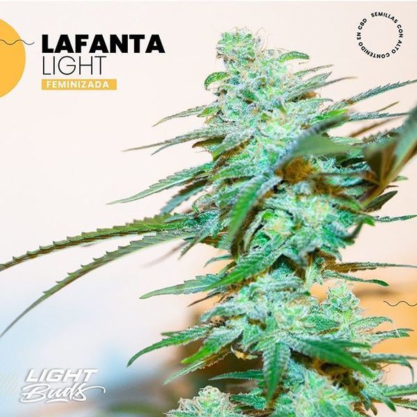 Lafanta Light (Light Buds) Feminiserede