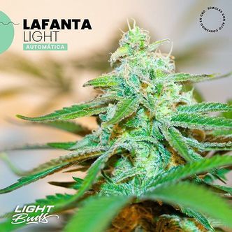 Lafanta Light Auto (Light Buds) feminiserede cannabisfr&oslash;