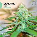 Lafanta Light Auto (Light Buds) Feminiserede