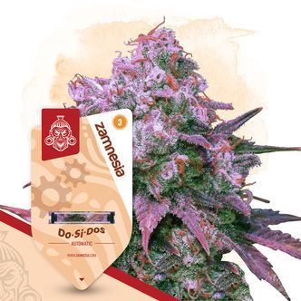Do-Si-Dos Automatic (Zamnesia Seeds) feminiserede cannabisfr&oslash;
