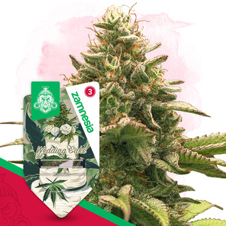 Wedding Cake Autoflower (Zamnesia Seeds) Feminiserede