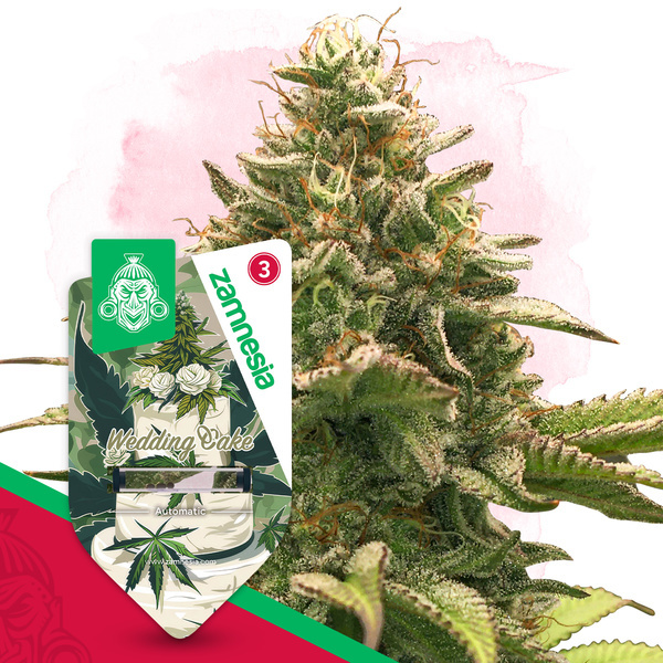 Wedding Cake Autoflower (Zamnesia Seeds) Feminiserede