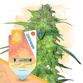 Sunset Sherbet Automatic (Zamnesia Seeds) feminiserede