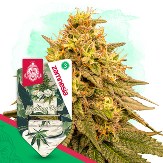 Wedding Cake (Zamnesia Seeds) feminiserede