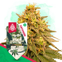 Wedding Cake (Zamnesia Seeds) Feminiserede