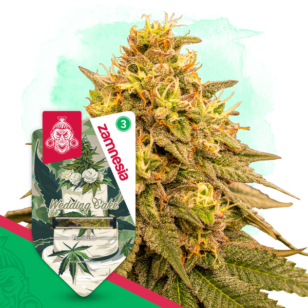 Wedding Cake (Zamnesia Seeds) Feminiserede