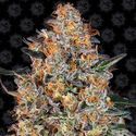 Bubba Kush (Barney's Farm) Feminiserede