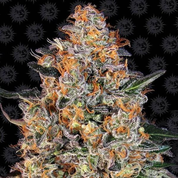 Bubba Kush (Barney's Farm) Feminiserede