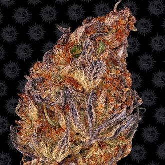 Runtz Auto (Barney's Farm) Feminiserede