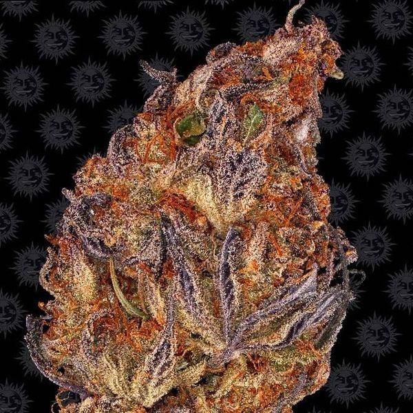 Runtz Auto (Barney's Farm) Feminiserede