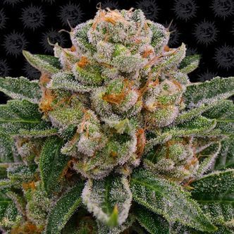 Skywalker OG Auto (Barney's Farm) feminiseret