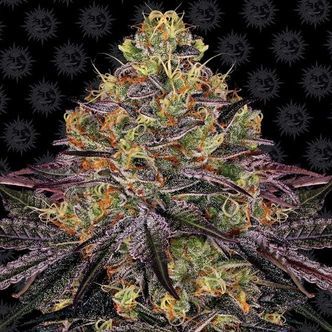 Watermelon Zkittlez (Barney's Farm) feminiserede cannabisfr&oslash;