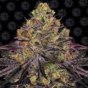 Watermelon Zkittlez (Barney's Farm) Feminiserede