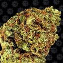 Watermelon Zkittlez Auto (Barney's Farm) Feminiserede