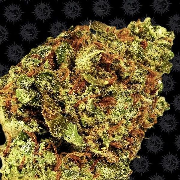 Watermelon Zkittlez Auto (Barney's Farm) Feminiserede