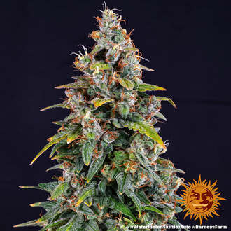 Watermelon Zkittlez Auto (Barney's Farm) Feminiserede