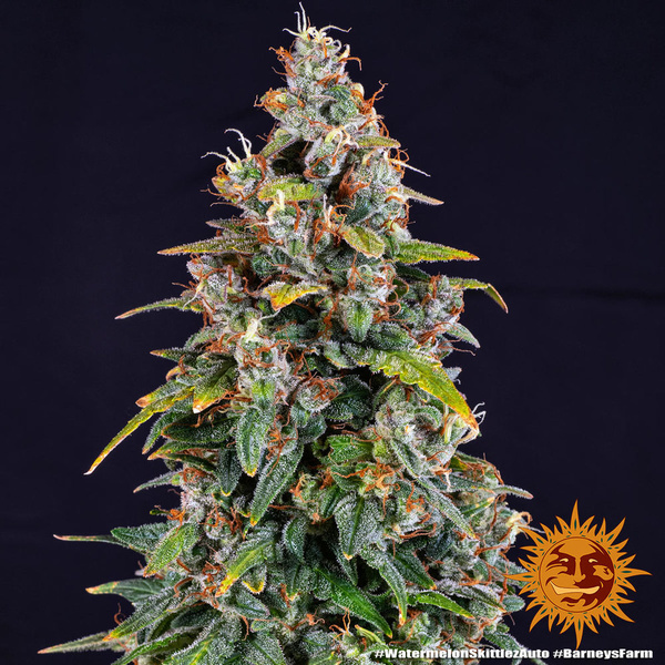 Watermelon Zkittlez Auto (Barney's Farm) Feminiserede