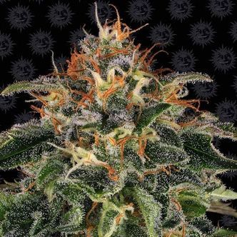 Moby Dick (Barney's Farm) feminiserede cannabisfr&oslash;