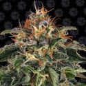 Moby Dick (Barney's Farm) Feminiserede