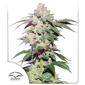 Skywalker Haze (Dutch Passion) feminiserede cannabisfr&oslash;