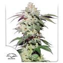 Skywalker Haze (Dutch Passion) Feminiserede