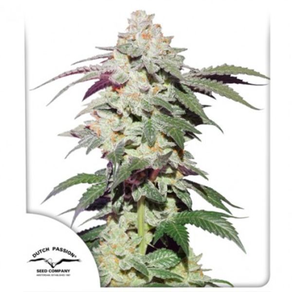 Skywalker Haze (Dutch Passion) Feminiserede