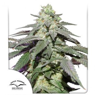 Auto Skywalker Haze (Dutch Passion) Feminiserede
