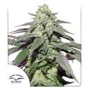 Auto Skywalker Haze (Dutch Passion) Feminiserede