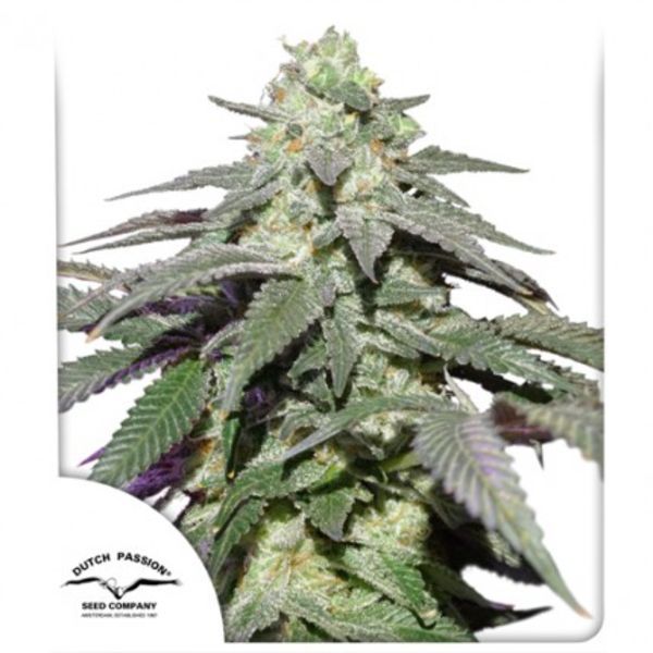 Auto Skywalker Haze (Dutch Passion) Feminiserede