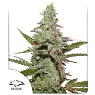 Amsterdam Amnesia (Dutch Passion) feminiserede cannabisfr&oslash;