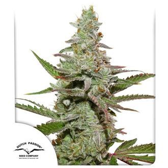 Amsterdam Amnesia (Dutch Passion) Feminiserede