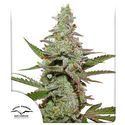 Amsterdam Amnesia (Dutch Passion) Feminiserede