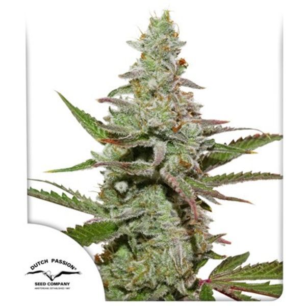 Amsterdam Amnesia (Dutch Passion) Feminiserede