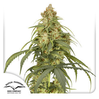 Auto CBD-Victory (Dutch Passion) feminiseret
