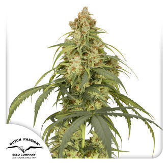 Auto CBD-Victory (Dutch Passion) Feminiserede