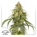 Auto CBD-Victory (Dutch Passion) Feminiserede