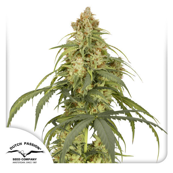 Auto CBD-Victory (Dutch Passion) Feminiserede