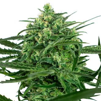 Sensi Amnesia (Sensi Seeds) Feminiserede